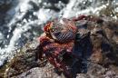 Colourful Crab at Water Edge: Isla Espiritu Santo